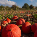 Dýně Hokkaido Uchiki kuri - Cucurbita maxima - prodej semen - 5 ks