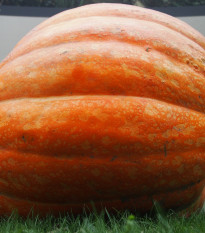 Dýně obrovská Atlantic giant F1 - Cucurbita maxima - prodej semen - 4 ks