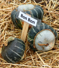 Tykev Bon Bon F1 - Cucurbita maxima - prodej semen - 5 ks