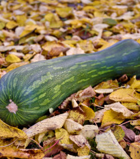 Tykev Lunga di Napoli - Cucurbita moschata - prodej semen - 5 ks