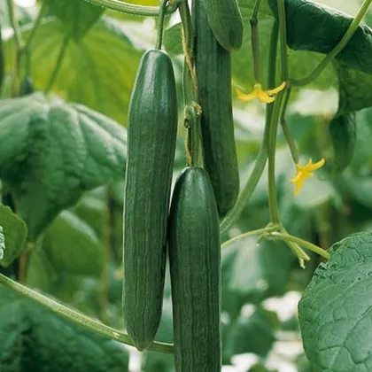 BIO Okurka salátová Kalunga F1 - Cucumis sativus - prodej bio semen - 4 ks