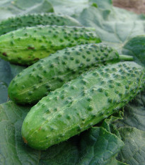 Okurka nakládačka Corveta F1 - Cucumis sativus - prodej semen - 20 ks