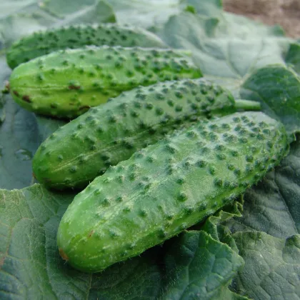 Okurka nakládačka Corveta F1 - Cucumis sativus - prodej semen - 20 ks