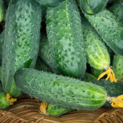 Okurka nakládačka Altaj F1 - Cucumis sativus - prodej semen - 15 ks