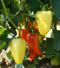 Paprika Zlata - Capsicum annuum - prodej semen - 30 ks