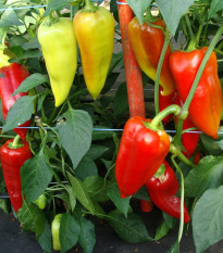 Paprika Beja F1- Capsicum annuum - prodej semen - 10 ks