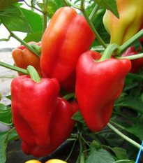 Paprika Andrea - Capsicum annuum - prodej semen - 20 ks