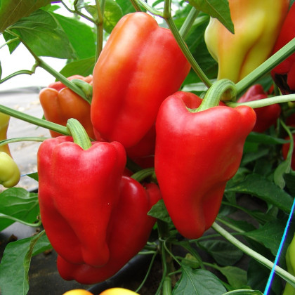 Paprika Andrea - Capsicum annuum - prodej semen - 20 ks