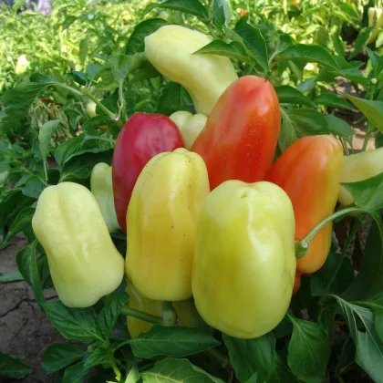 Paprika Boneta - Capsicum annuum - prodej semen - 20 ks