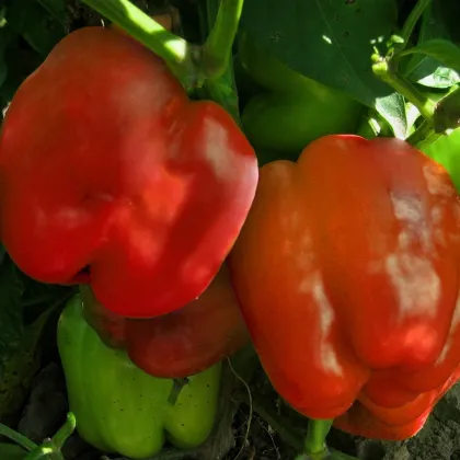 Paprika Granova - Capsicum annuum - prodej semen - 50 ks