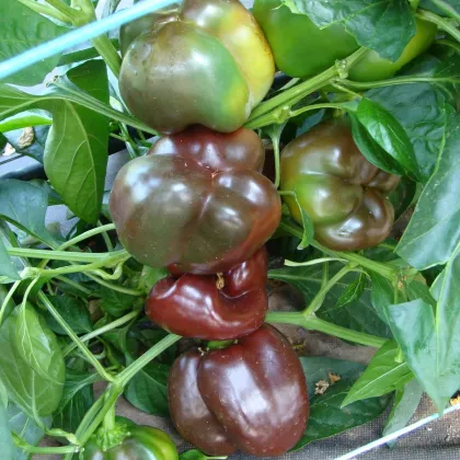 Paprika Ingrid - Capsicum annuum - prodej semen - 40 ks