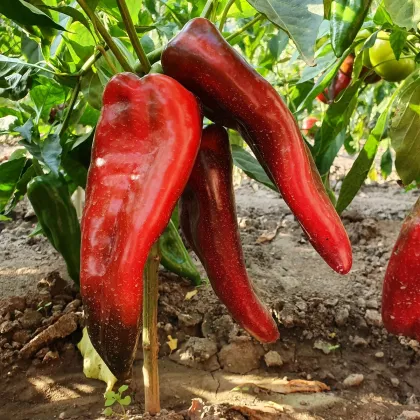 Paprika roční Rafaelus F1 - Capsicum annuum - prodej semen - 15 ks