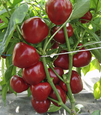 Paprika rajčatová Dumas - Capsicum annuum - prodej semen - 15 ks