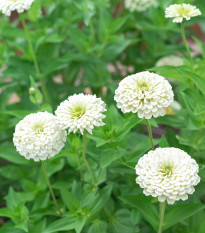 Ostálka jiřinkokvětá bílá - Zinnia elegans - prodej semen - 100 ks