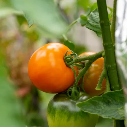 Rajče Wellington F1 - Solanum lycopersicum - prodej semen - 7 ks