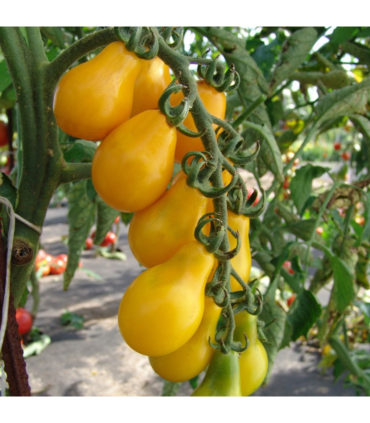 Rajče Perun - Solanum lycopersicum - prodej semen - 100 ks