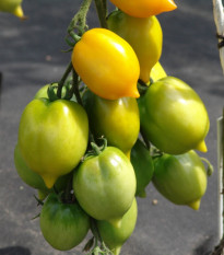 Rajče Citrina - Solanum lycopersicum - prodej semen - 10 ks