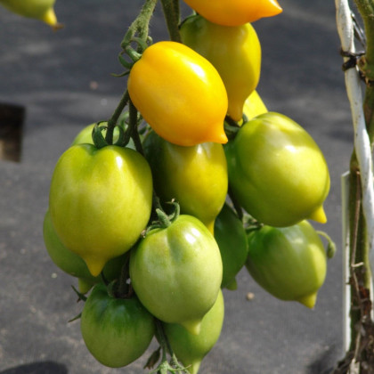 Rajče Citrina - Solanum lycopersicum - prodej semen - 10 ks