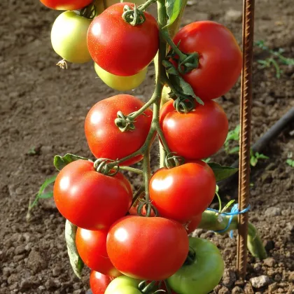 Rajče Dafne F1 - Solanum lycopersicum - prodej semen - 12 ks