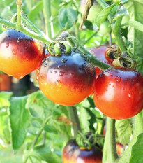 Rajče Indigo Rose - Solanum lycopersicum - prodej semen - 7 ks