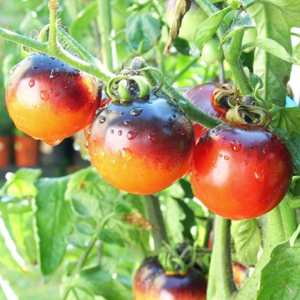 Rajče Indigo Rose - Solanum lycopersicum - prodej semen - 7 ks