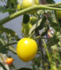 Rajče Lemon Plum - Solanum lycopersicum - prodej semen - 6 ks