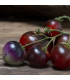 Rajče Indigo Blue Berries - Solanum lycopersicum - prodej semen - 7 ks
