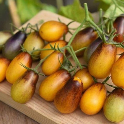 Rajče Indigo Pear Drops - Solanum lycopersicum - prodej semen - 5 ks