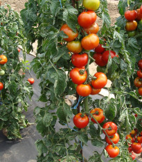 Rajče Start S F1- Solanum lycopersicum - prodej semen - 10 ks