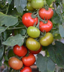 Rajče Crimson Crush PhR F1 - Solanum lycopersicum - prodej semen - 7 ks