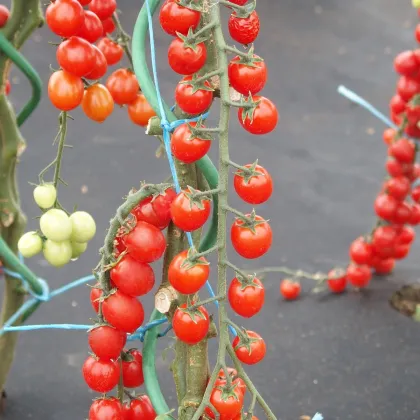 Rajče Curranto F1 - Solanum lycopersicum - prodej semen - 10 ks