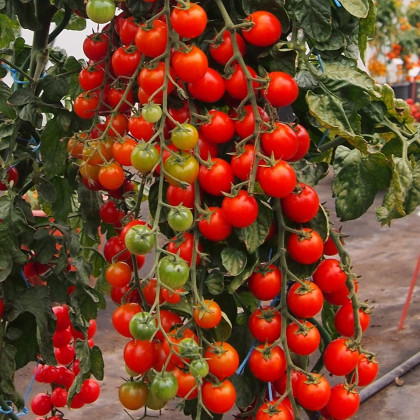 Rajče Charmant F1 - Solanum lycopersicum - prodej semen - 10 ks