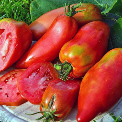 Rajče Adenhorn - Solanum lycopersicum - prodej semen - 10 ks