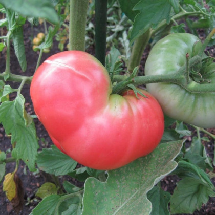 Rajče Ponderosa Pink - Solanum lycopersicum - prodej semen - 7 ks
