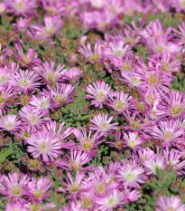 Lampranthus růžový - Lampranthus filicaulis - prodej semen - 10 ks