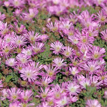 Lampranthus růžový - Lampranthus filicaulis - prodej semen - 10 ks