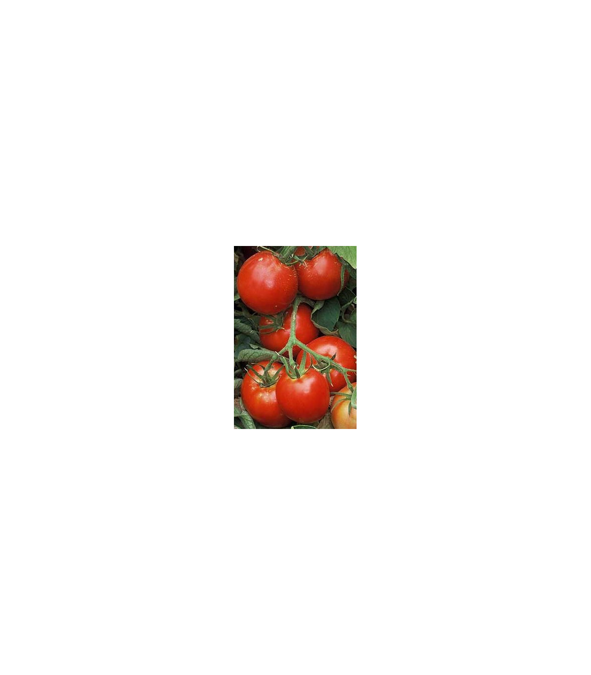 Rajče Legenda - Solanum lycopersicum - prodej semen - 6 ks