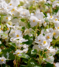 Begónie Ganymed White F1 - Begonia semperflorens - prodej semen - 20 ks