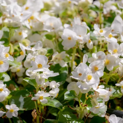 Begónie Ganymed White F1 - Begonia semperflorens - prodej semen - 20 ks