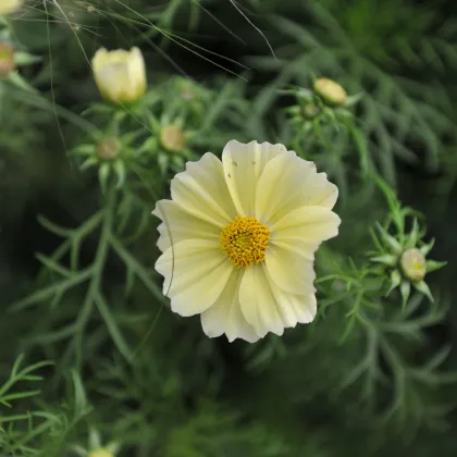 Krásenka žlutá Xanthos - Cosmos bipinnatus - prodej semen - 20 ks