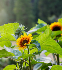 Slunečnice Ring of Fire - Helianthus annuus - prodej semen - 8 ks