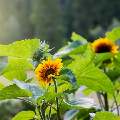 Slunečnice Ring of Fire - Helianthus annuus - prodej semen - 8 ks