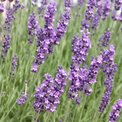 Levandule Hidcote Blue Strain - Lavandula angustifolia - prodej semen - 30 ks