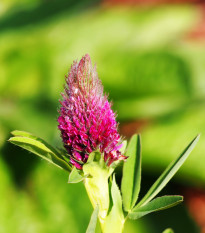 Jetel červenavý - Trifolium rubens - prodej semen - 50 ks