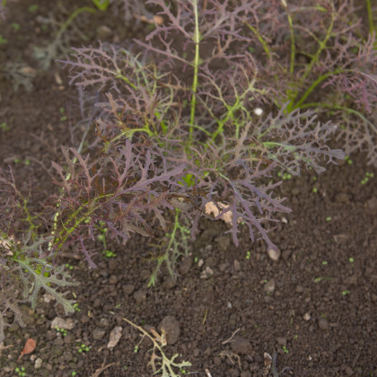 Hořčice Moutarde Rouge Metis - Brassica juncea - prodej semen - 100 ks