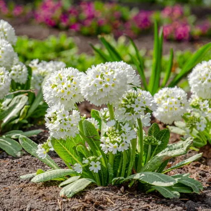 Prvosenka zoubkatá Nepálská směs - Primula denticulata - prodej semen - 300 ks