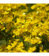 Žlutá louka - Planta Naturalis - prodej semen - 10 g