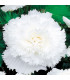 Begonie třepenitá bílá - Begonia fimbriata - prodej cibulovin - 2 ks