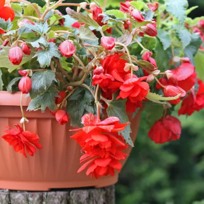 Begonie červená - Begonia pendula maxima - prodej cibulovin - 2 ks