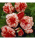 Begonie plnokvětá Marmorata - Begonia marmorata - prodej cibulovin - 2 ks